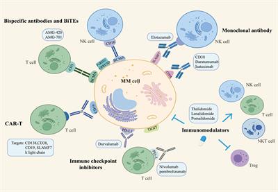 Frontiers | Therapeutic Strategies To Enhance Immune Response Induced ...